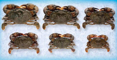 Handy Soft Shell Wild Caught Jumbo Crab, 3.5 Ounce -- 48 per case.