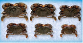 Handy Soft Shell Wild Caught Whale Crab, 4 Ounce -- 36 per case