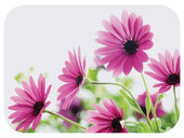 Hoffmaster Bright Daisy Bright Daisy Paper Traymat, 13.625 x 18.75 inch -- 500 per case.