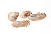 Hillman Standard Oyster Meat, 6 Pound -- 5 per case.