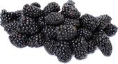 Commodity Fruit Whole Marionberry Fruit, 30 Pound.