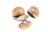 Pana Pesca Whole Shell Clam - 11-16 count per Pound, 1 Pound -- 10 per case.