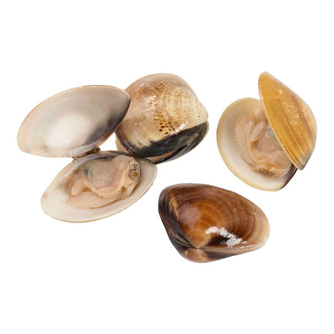 Pana Pesca Whole Shell Clam - 17/22 count per Pound, 1 Pound -- 10 per case.