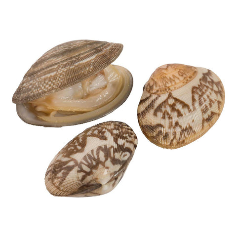 Pana Pesca Whole Shell Baby Clam, 8 Ounce -- 20 per case.