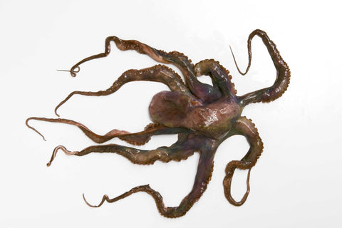 Pana Pesca Whole Clean Octopus - 1/2 Ball, 30 Pound.