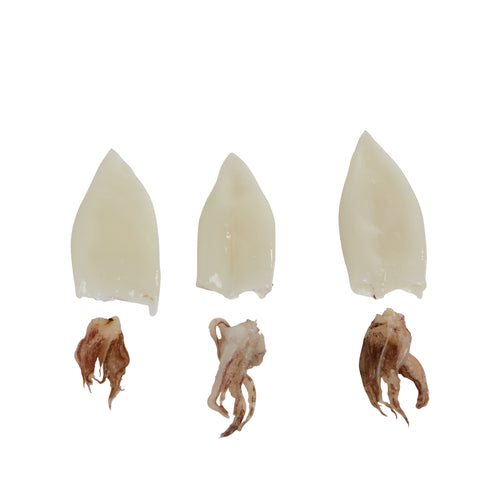 Sea Legend CALAMARI TUBES & TENTACLES FLTRM USA 3-5