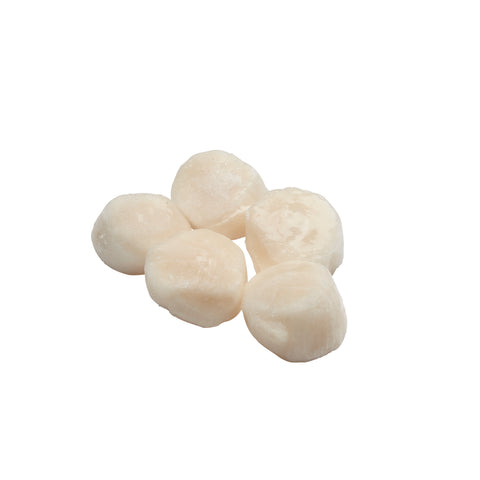 Scallop Sea 10/20 25% W/a