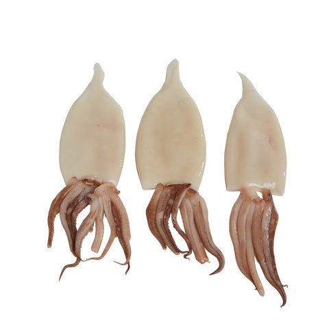 Sea Legend CALAMARI TUBE & TENTACLE 5-8